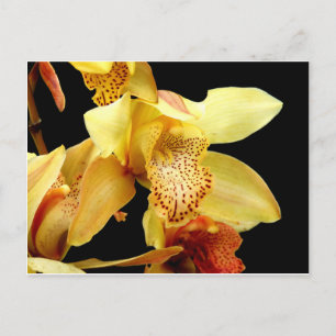 Postales de Orquídea Amarilla pálida