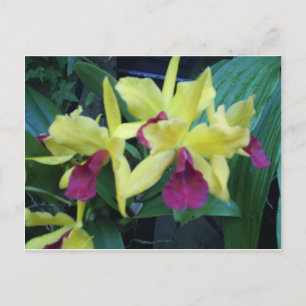 Postales de orquídeas amarillas y violetas
