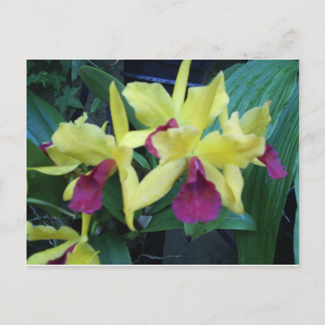 Postales de orquídeas amarillas y violetas (Anverso)