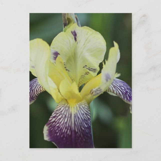 Postales de orquídeas raras (Anverso)
