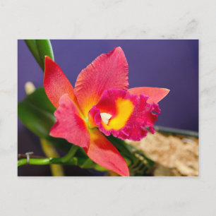 Postales de orquídeas rojas y amarillas