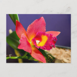 Postales de orquídeas rojas y amarillas