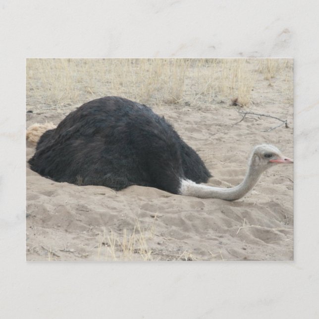 Postales de Ostrich (Anverso)