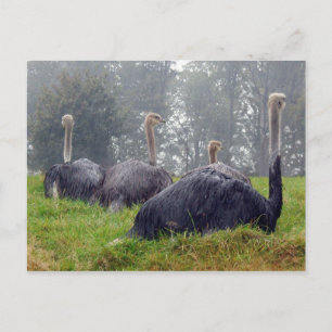 Postales de Ostrich