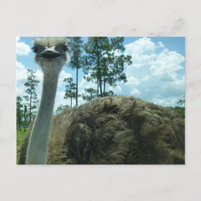 Postales de Ostrich (Anverso)