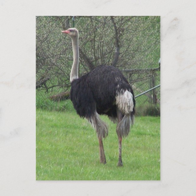Postales de Ostrich (Anverso)