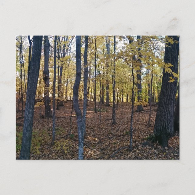 Postales de otoño amarillas (Anverso)