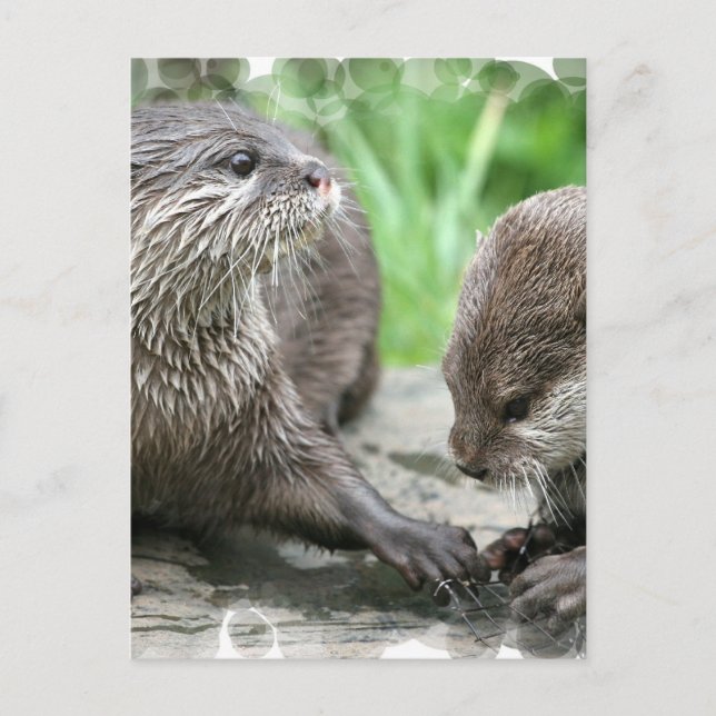 Postales de Otter Habitat (Anverso)