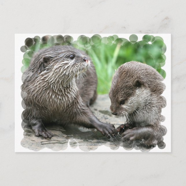 Postales de Otter Habitat (Anverso)