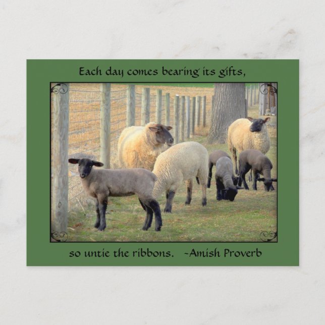 Postales de oveja, Amish Proverb. Añadir el texto (Anverso)