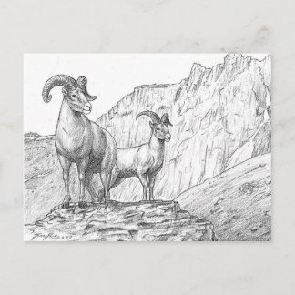 Postales de ovejas de Bighorn