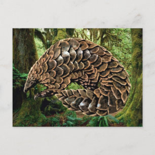 Postales de Pangolin