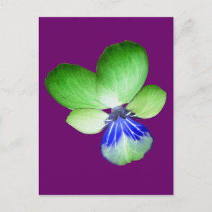 Postales de Pansy verde y azul