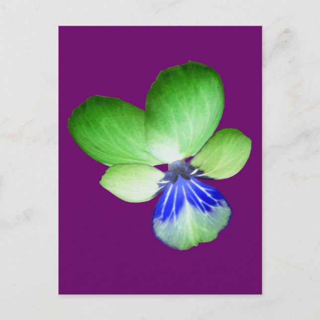 Postales de Pansy verde y azul (Anverso)