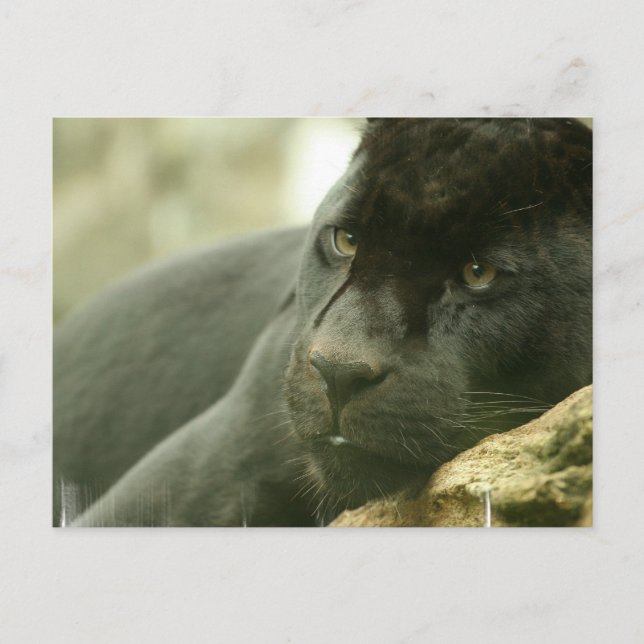 Postales de Pantera Dormida (Anverso)