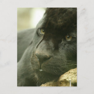 Postales de Pantera Dormida