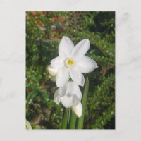 Postales de Paperwhite