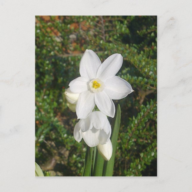 Postales de Paperwhite (Anverso)