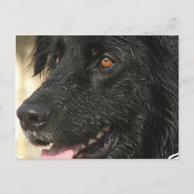 Postales de Papúa de Terranova (Anverso)