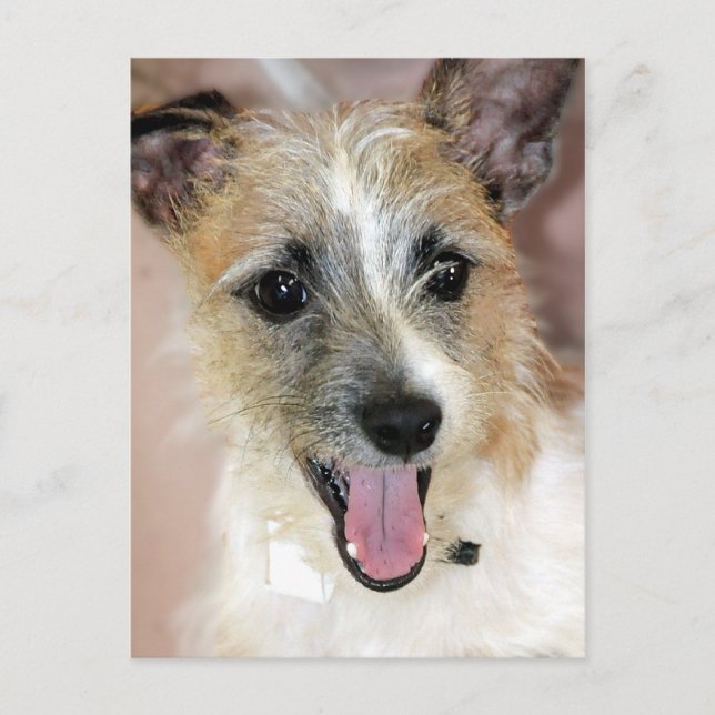 Postales de Parson Russell Terrier/Yorkie Mix (Anverso)