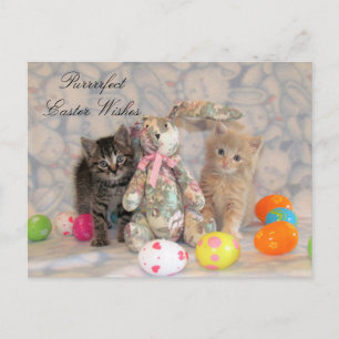Postales de Pascua de Búfington y Patton - Gato / 