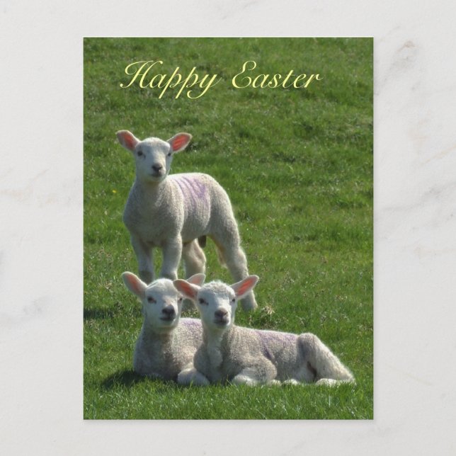Postales de Pascua de Lambs (Anverso)