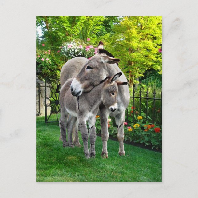 Postales de "Pascua y Bebé No" (Anverso)