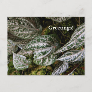 Postales de Pepper Celebes