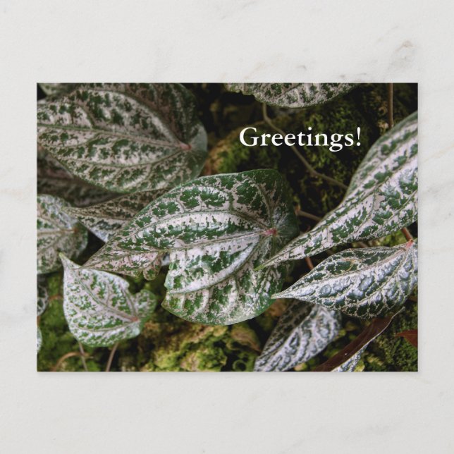 Postales de Pepper Celebes (Anverso)