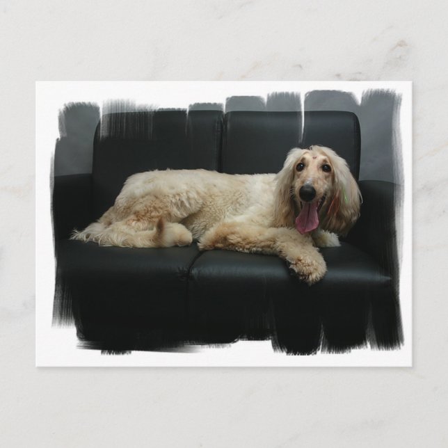 Postales de perro anillador afgano (Anverso)