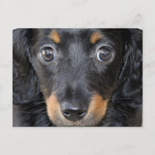 Postales de perro de cachorro de Daschund