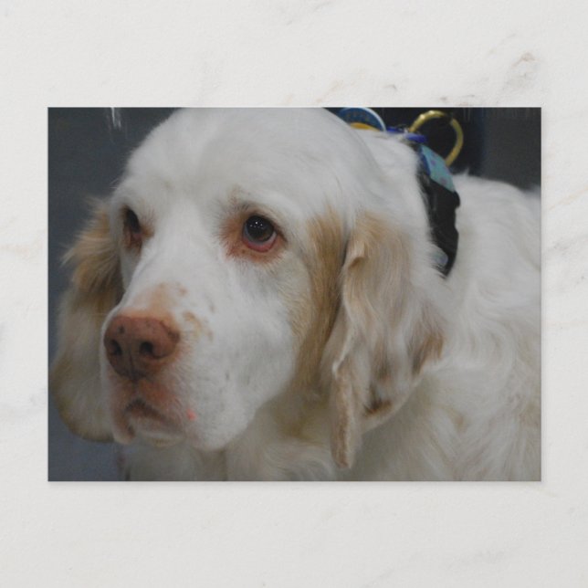 Postales de perro de Clumber Spaniel (Anverso)