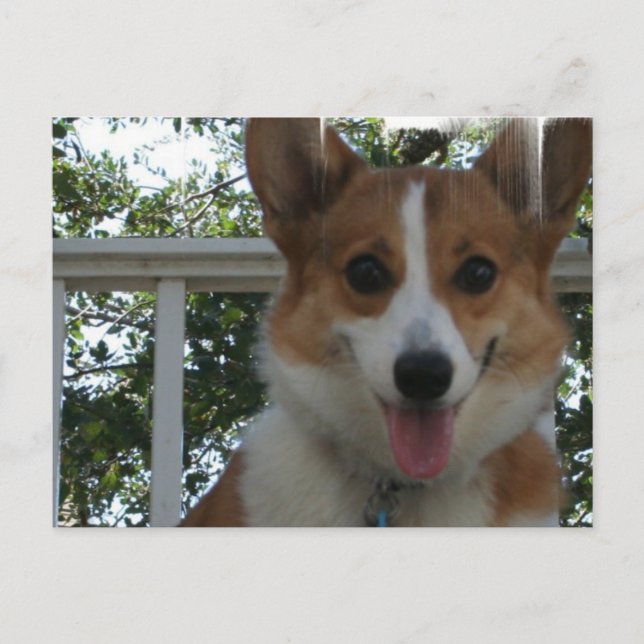 Postales de perro de Corgi Puppy (Anverso)