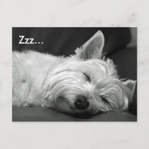 Postales de perro de Cute Westie (West Highland Te