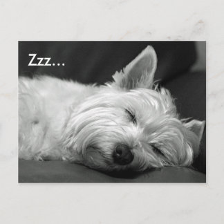 Postales de perro de Cute Westie (West Highland Te