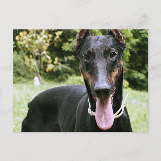 Postales de perro de Doberman Pinscher (Anverso)