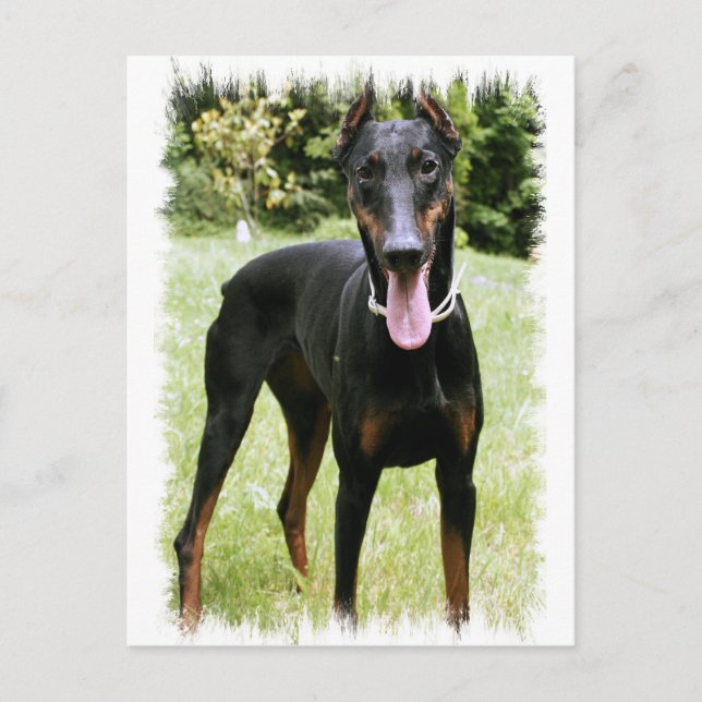 Postales de perro de Doberman Pinscher (Anverso)