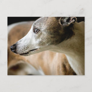 Postales de perro de Greyhound