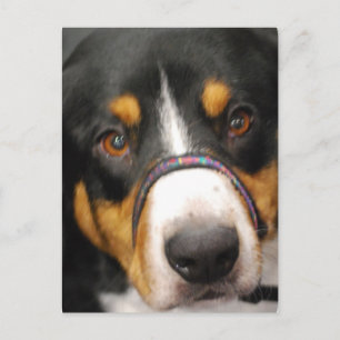 Postales de Perro de la Montaña Entlebucher
