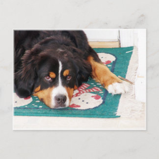 Postales de perro de montaña de Bernese