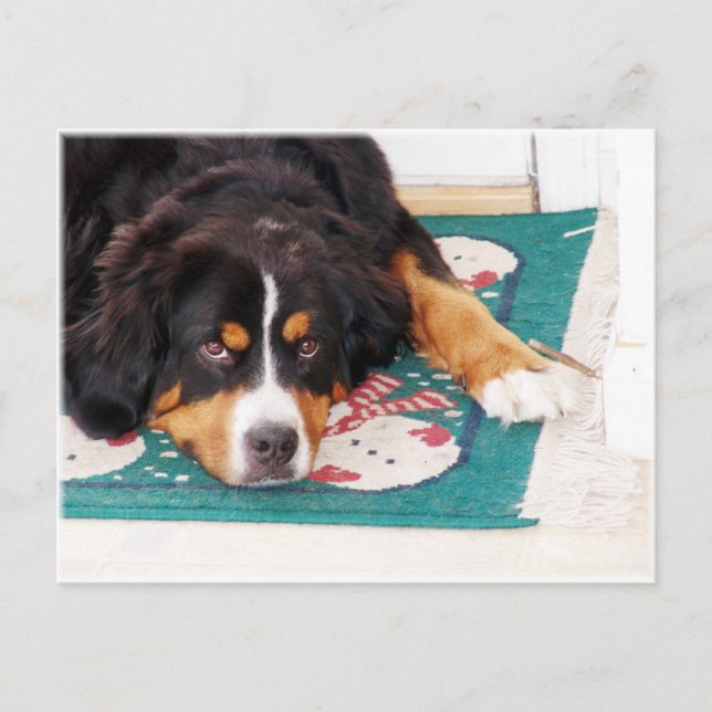 Postales de perro de montaña de Bernese (Anverso)