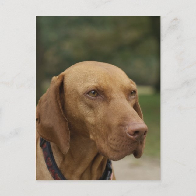 Postales de perro de Ridgeback Rhodesia (Anverso)