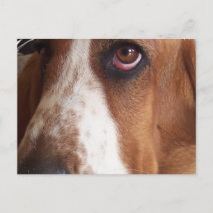 Postales de perro heliano basset