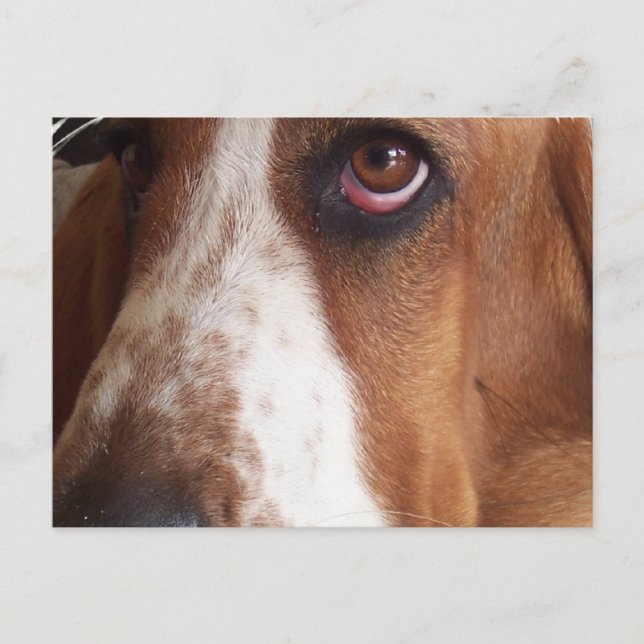 Postales de perro heliano basset (Anverso)