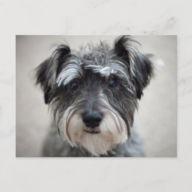 Postales de perro Schnauzer (Anverso)