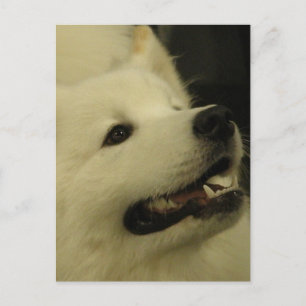 Postales de perros samoyed