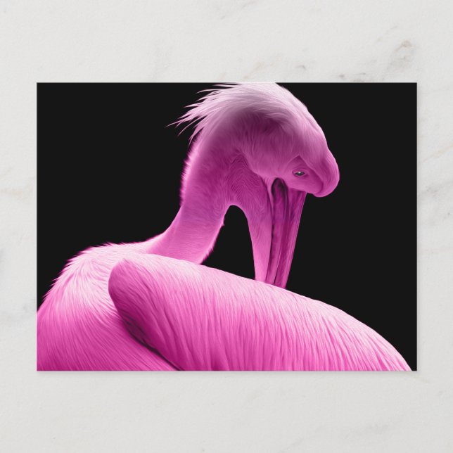 Postales de Personalizado Pelícano Rosado Caliente (Anverso)