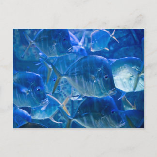 Postales de pescado tropical de Silvery