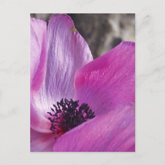 Postales de Pétalos de Anemone (Anverso)