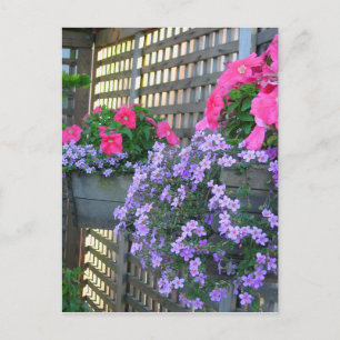 Postales de Petunia y Bacopa
